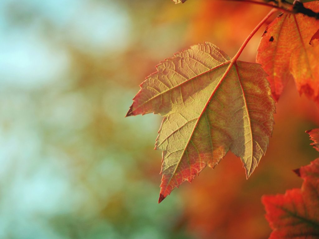 Herfst blad