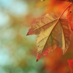 Herfst blad